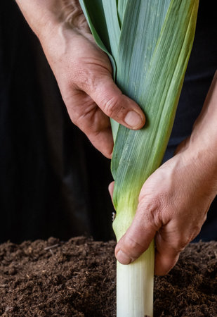hand farmer hold fresh large onion leek black ground crop greenhouse background Netherlands harvestの写真素材