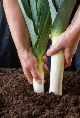 The dirty hands of the farmer hold a fresh large onion against the backdrop of dark black ground, a new crop in a greenhouseの写真素材