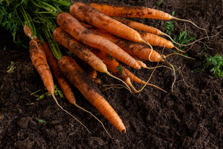 A large bunch of fresh carrots lies on the ground. Close-up, black backgroundの写真素材