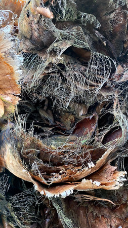Dried large leaves of an exotic plant, close -upの写真素材