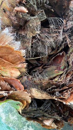 Polypodiaceae Platycerium or Antler is Representative of the family of ferns, Dried large leaves of an exotic plant, close -upの写真素材