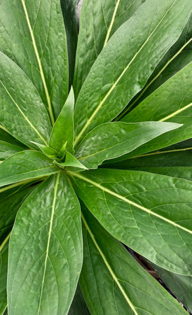 A lot of green foliage exotic plant flower leaves, top view, greens backgroundの写真素材