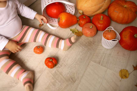 little cheerful girl indoor holds pumpkins. In striped tights. Harvest concept, halloween. Wood background with place for your text.の写真素材