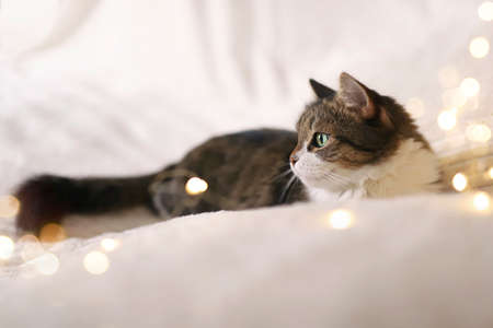 Adorable cat lying on cozy bed on background of christmas golden lights bokeh. Fluffy cute cat relaxing on the bed with christmas lights. High quality photoの写真素材