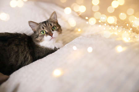 Adorable cat lying on cozy bed on background of christmas golden lights bokeh. Fluffy cute cat relaxing on the bed with christmas lights. High quality photoの写真素材