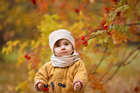 Autumn portrait of a small child in the park. beautiful child at autumn bush with red berriesの写真素材