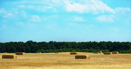 Neat haystacks against the background of the field, forest and blue sky.の写真素材