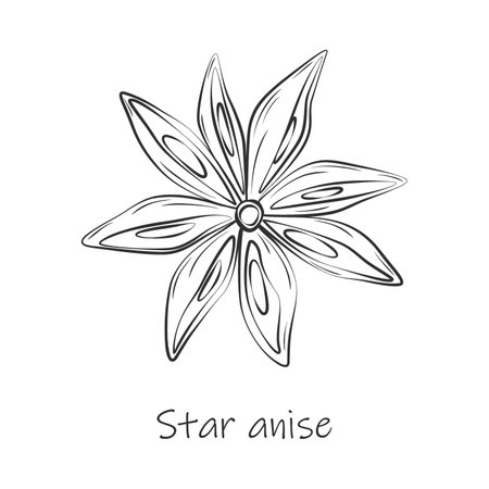 Outline drawing of an anise star with lettering. Spicy spice for coffee or mulled wine. Sticker. EPSのイラスト素材