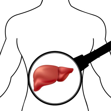 silhouette of the human body liver under a magnifying glassのイラスト素材