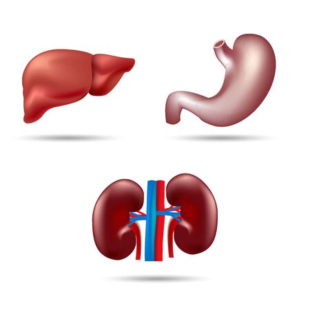 internal organs liver kidney stomach isolated on white background with shadowのイラスト素材