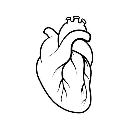 Medical human heart icon. Outline medical human heart vector icon for web design isolated on white backgroundのイラスト素材