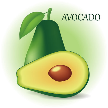 Avocado whole and in halves. Green avocado with pits. The fruits stand out on a white-green background. Sticker, icon, symbol. vector illustrationのイラスト素材