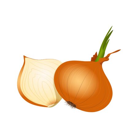 Bright onion and clove on a white background.のイラスト素材