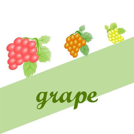 Grape with leaf. Vector elements for designのイラスト素材