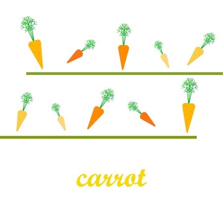 Carrot. Organic food poster. Farmer market design. Vector background.のイラスト素材