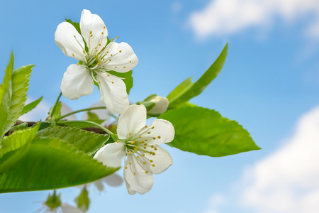 Cherry blossoms on the sky background.の写真素材