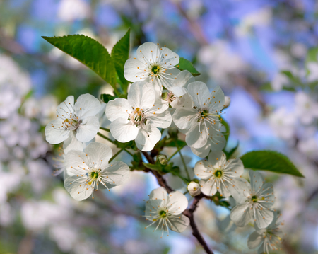 Cherry blossom.の写真素材