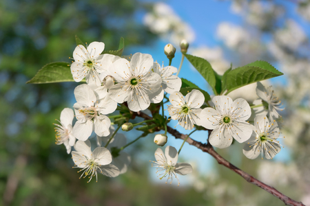 Cherry blossom.の写真素材