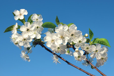 Blossoming branch of a cherry tree against a blue sky.の写真素材