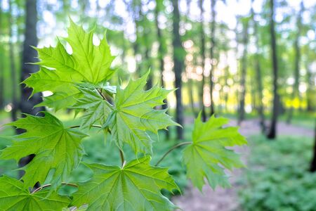 Young maple leaves in spring forest. Shiny background with maple leaves.の写真素材