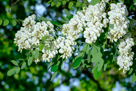 Flowering acaciaの写真素材