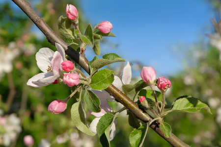 Blossoming apple tree.の写真素材