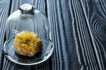 The glass bulb. Yellow-pink rose. Living flower under a glass cover. The concept of freshness and careful storage. The fragrant oil. Wooden Board background. Selective focus.の写真素材