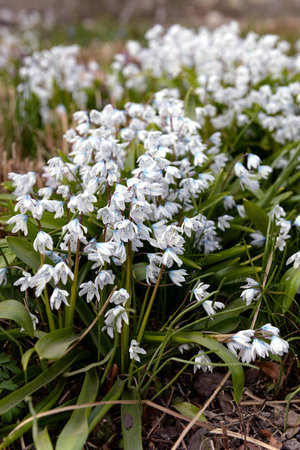 A blooming bush of primroses in the garden in spring, blue undergrowth, front garden, awakening of...