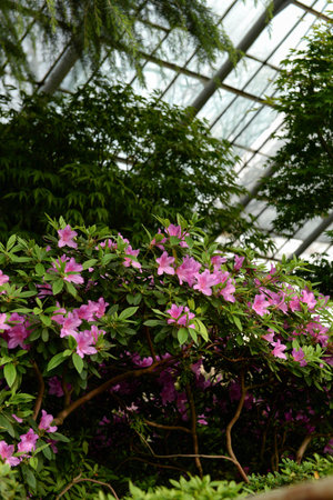 Pink azaleas bloom in the greenhouses of the botanical garden, St. Petersburg, botany, February, excursions, tourism, holidays with children, urban jungleの写真素材
