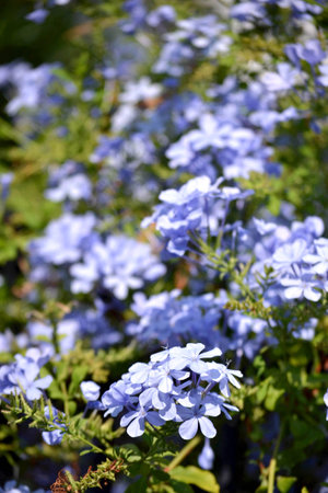 Shrub with blue flowers, southern city, selective focus, background, place for text. Gardening, well-kept garden, freshnessの写真素材