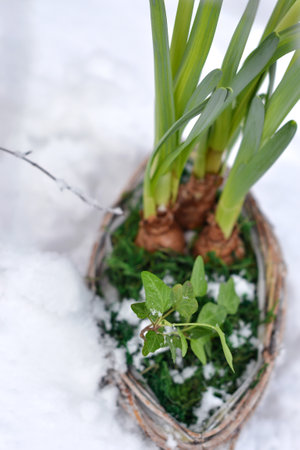Bulbous garden flowers and garden ivy in pots under snow, spring frosts, gardening, background, springの写真素材