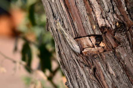 An insect with long wings sits on a tree trunk, insect camouflage, mimicry, insects in the south,...