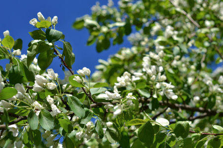 Blooming branches of a pear tree on a blue sky background, blooming trees in spring, flower petals, change of seasons, spring, sunny day, backgroundの写真素材