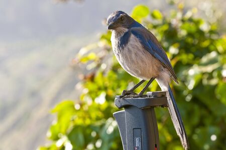 (Handheld) A wild Western Scrub-Jay (Aphelocoma californica) tripod-sitting at Julia Pfeiffer Burns State Park in CA.の写真素材