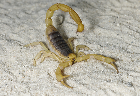 Desert Hairy Scorpion on sandの写真素材