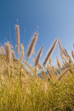 Dune grass (Leymus mollis) and other plants along the Pacific Coast Highway (PCH) in Camarillo, CA.の写真素材