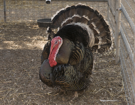 A turkey (genus Meleagris) in pen on the farm