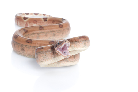 Hypo Colombian Red Tail Boa (Boa constrictor constrictor)