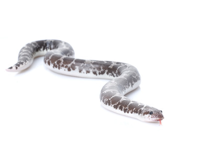 Anery Kenyan Sand Boa (Eryx colubrinus loveridgei)