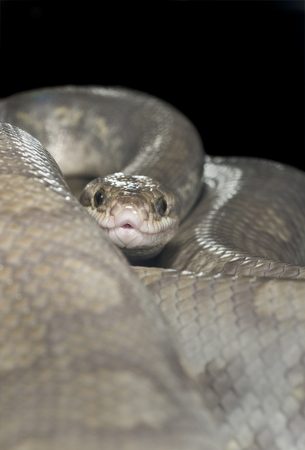 Ghost Colombian Raindow Boa