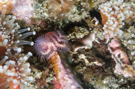 Christmas Tree worm (Spirobranchus spinosus)