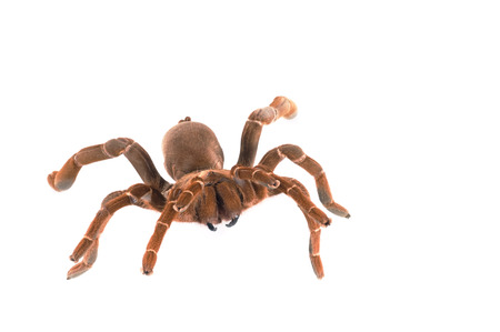 King Baboon Tarantula ( C. crawshayi) Female