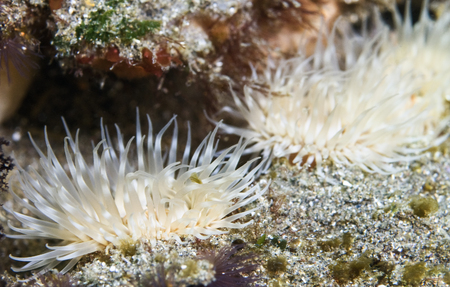 Anemone off Anacapa Island, Californiaの写真素材