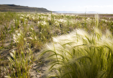 Squirrel-tail grass at Antelope Island State Park in Salt Lake City, Utah