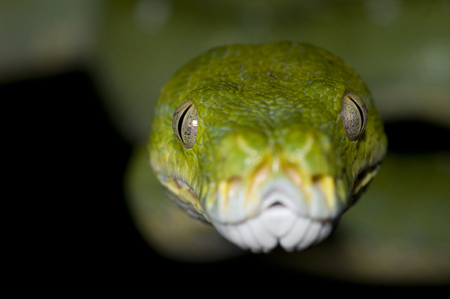 Green Tree Python closeup against black backgroundの写真素材