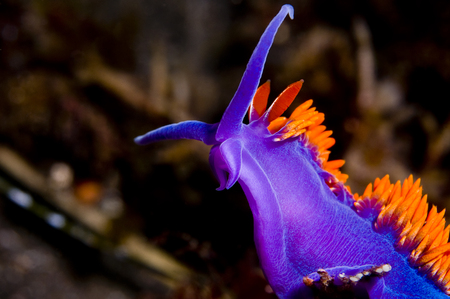 Flabellina iodinea (Spanish shawl), up to 40mm, range from British Columbia to Baja California, to Gulf of Mexico.の写真素材