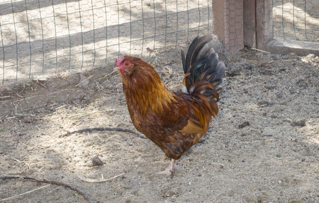 single chicken (Gallus gallus domesticus)