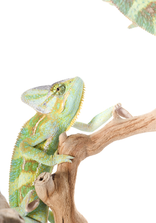 Two Veiled Chameleons (Chamaeleo calyptratus)の写真素材
