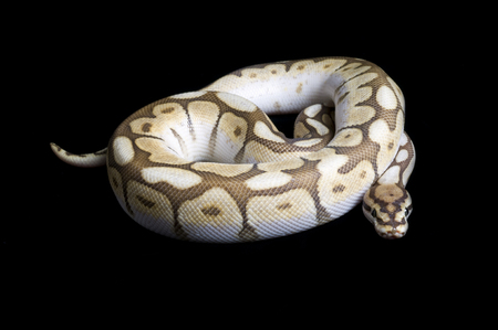 Albino Spider Ball Python (Python regius)