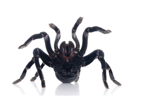 Cobalt Blue Tarantulaの写真素材